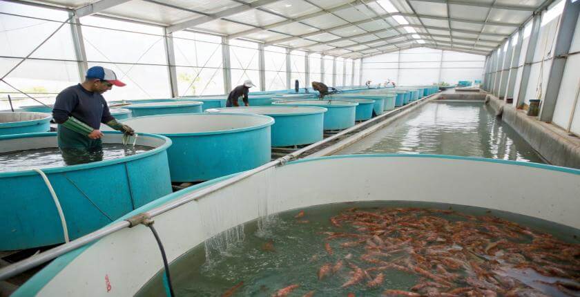 Fish Tank Manufacturers in Louth